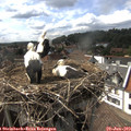 16_20-nest.jpg