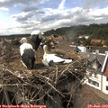 16_25-nest.jpg