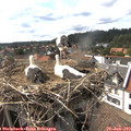 16_30-nest.jpg