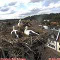 16_35-nest.jpg
