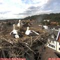 16_40-nest.jpg