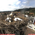 16_50-nest.jpg