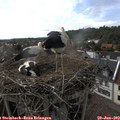16_55-nest.jpg