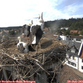17_00-nest.jpg