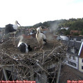 17_05-nest.jpg