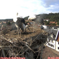 17_10-nest.jpg