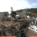 17_15-nest.jpg