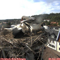 17_20-nest.jpg
