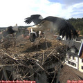 17_25-nest.jpg