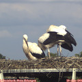 17_30-mast.jpg