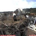 17_30-nest.jpg