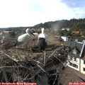 17_40-nest.jpg