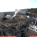 17_45-nest.jpg