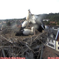 17_50-nest.jpg