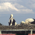 17_55-mast.jpg