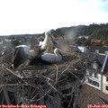 17_55-nest.jpg