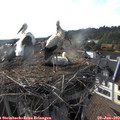 18_00-nest.jpg