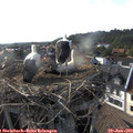 18_05-nest.jpg