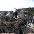 18_10-nest.jpg