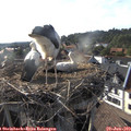 18_15-nest.jpg