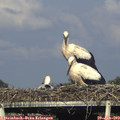 18_20-mast.jpg