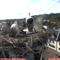 18_20-nest.jpg