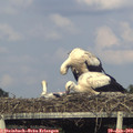 18_25-mast.jpg
