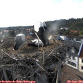 18_25-nest.jpg