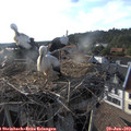 18_30-nest.jpg