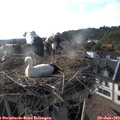 18_35-nest.jpg