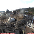 18_40-nest.jpg