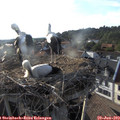 18_45-nest.jpg
