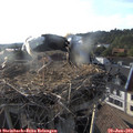 18_50-nest.jpg