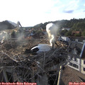 19_00-nest.jpg