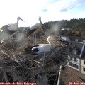 19_05-nest.jpg
