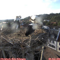 19_10-nest.jpg