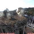 19_15-nest.jpg