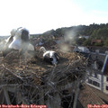 19_20-nest.jpg