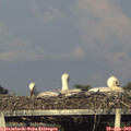 19_25-mast.jpg