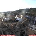 19_25-nest.jpg