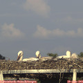 19_30-mast.jpg