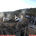 19_30-nest.jpg