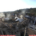 19_35-nest.jpg
