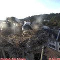 19_40-nest.jpg