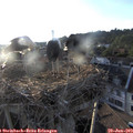 19_45-nest.jpg