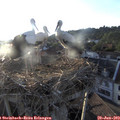 19_50-nest.jpg