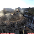 19_55-nest.jpg
