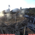 20_00-nest.jpg