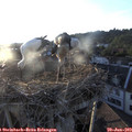 20_05-nest.jpg