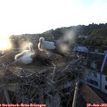 20_30-nest.jpg